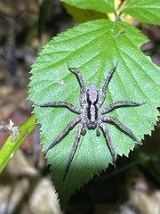 Lycosinae