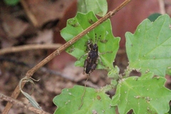 Orthoptera