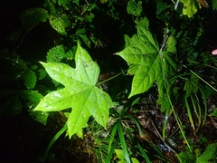 Kalopanax septemlobus