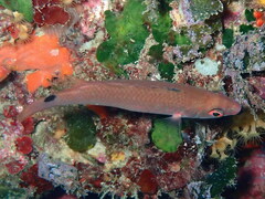 Ctenolabrus rupestris