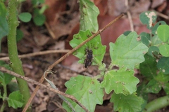 Orthoptera