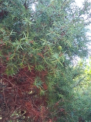 Juniperus oxycedrus