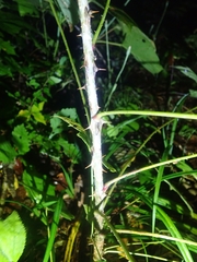 Kalopanax septemlobus