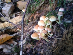 Hypholoma fasciculare