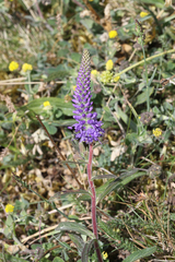 Veronica spicata spicata