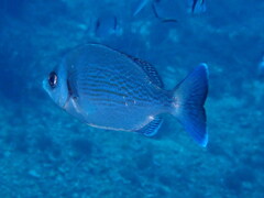 Spondyliosoma cantharus