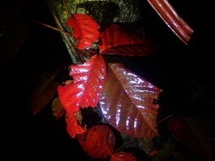 Toxicodendron orientale