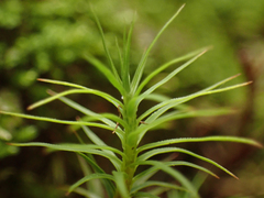 Polytrichastrum alpinum