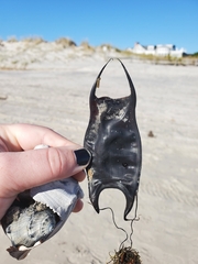 Rostroraja eglanteria