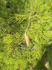 Pinus halepensis