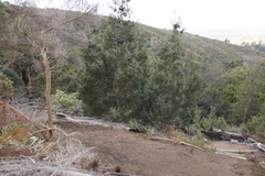 Widdringtonia nodiflora