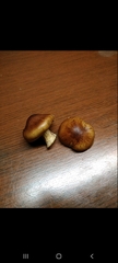Fungi