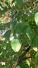 Cornus kousa