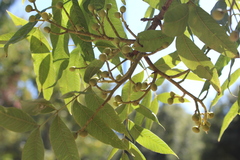 Pistacia chinensis