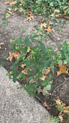 Euphorbia nutans