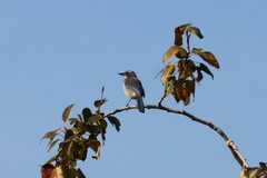 Aphelocoma californica