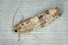 Pseudosciaphila duplex