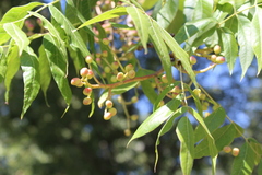 Pistacia chinensis