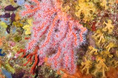 Corallium rubrum