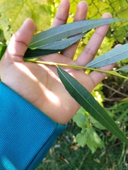 Salix babylonica