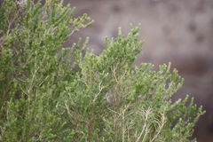 Aspalathus macrantha