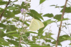 Catopsilia pyranthe
