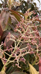 Miconia robinsoniana