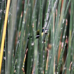 Tachuris rubrigastra