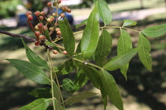 Pistacia chinensis