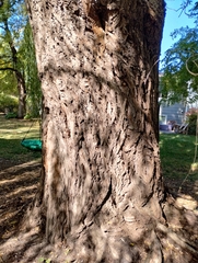 Salix babylonica