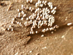 Helicogloea compressa