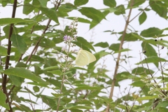 Catopsilia pyranthe