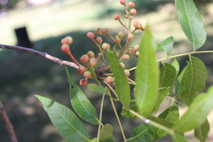 Pistacia chinensis