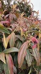Miconia robinsoniana