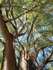Salix babylonica