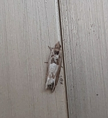 Crocidosema plebejana