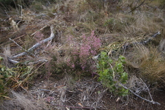 Erica hirtiflora