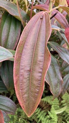 Miconia robinsoniana