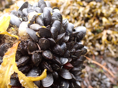 Mytilus trossulus