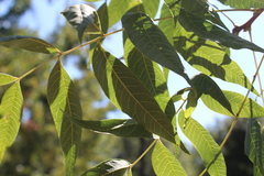 Pistacia chinensis