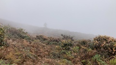 Miconia robinsoniana