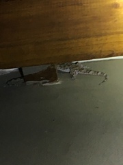 Chondrodactylus bibronii