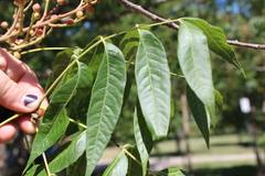 Pistacia chinensis