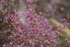 Erica hirtiflora