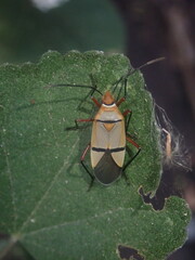 Dysdercus nigrofasciatus