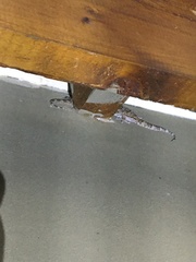 Chondrodactylus bibronii