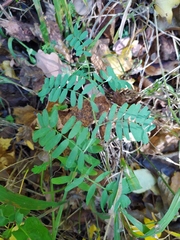 Vicia cassubica
