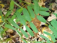 Vicia cassubica