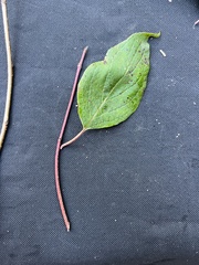 Cornus amomum