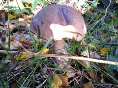 Leccinum scabrum